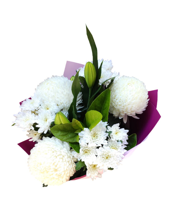 Chrysanthemum